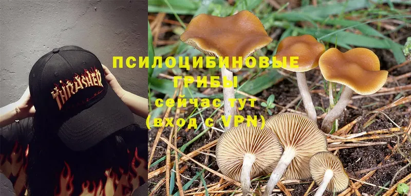 Псилоцибиновые грибы Magic Shrooms  кракен рабочий сайт  Нюрба 